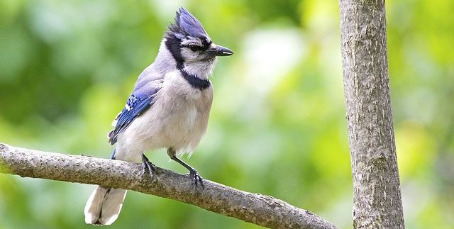 alt="blue jay wireless"